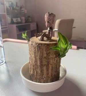 巴西木要一直泡在水里吗(巴西木总烂根吗)插图(6) 巴西木要一直泡在水里吗(巴西木总烂根吗)插图(6)