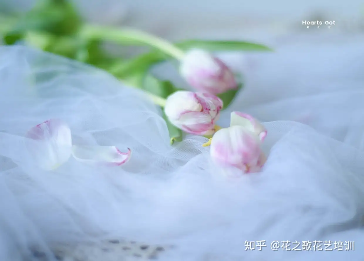 花艺知识 日常鲜切花如何养护 知乎