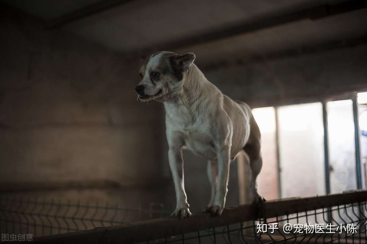 狗狗突然呼吸急促 很可能隐藏着这些疾病 铲屎官一定不能忽视 知乎