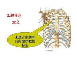 肋骨间隙的定位 肋间隙的数法 胸部前面与胸骨柄相连者为第一肋骨,因