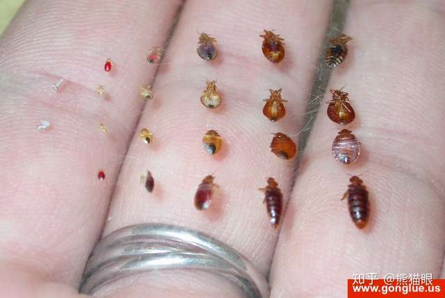 治理床虱臭虫bed Bug 的5种方法 知乎