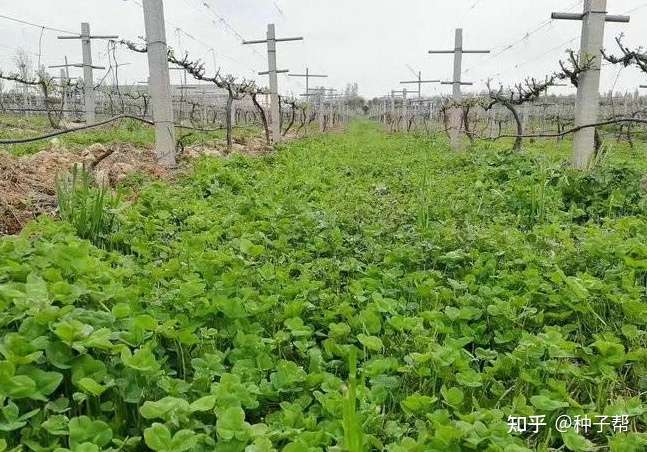 放牧牛羊 鸡鸭鹅 兔子的好品种 白三叶 耐阴性强 可种果园 知乎