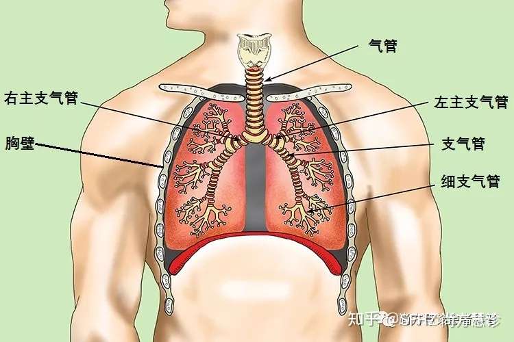 一文读懂肺的穿刺活检 知乎