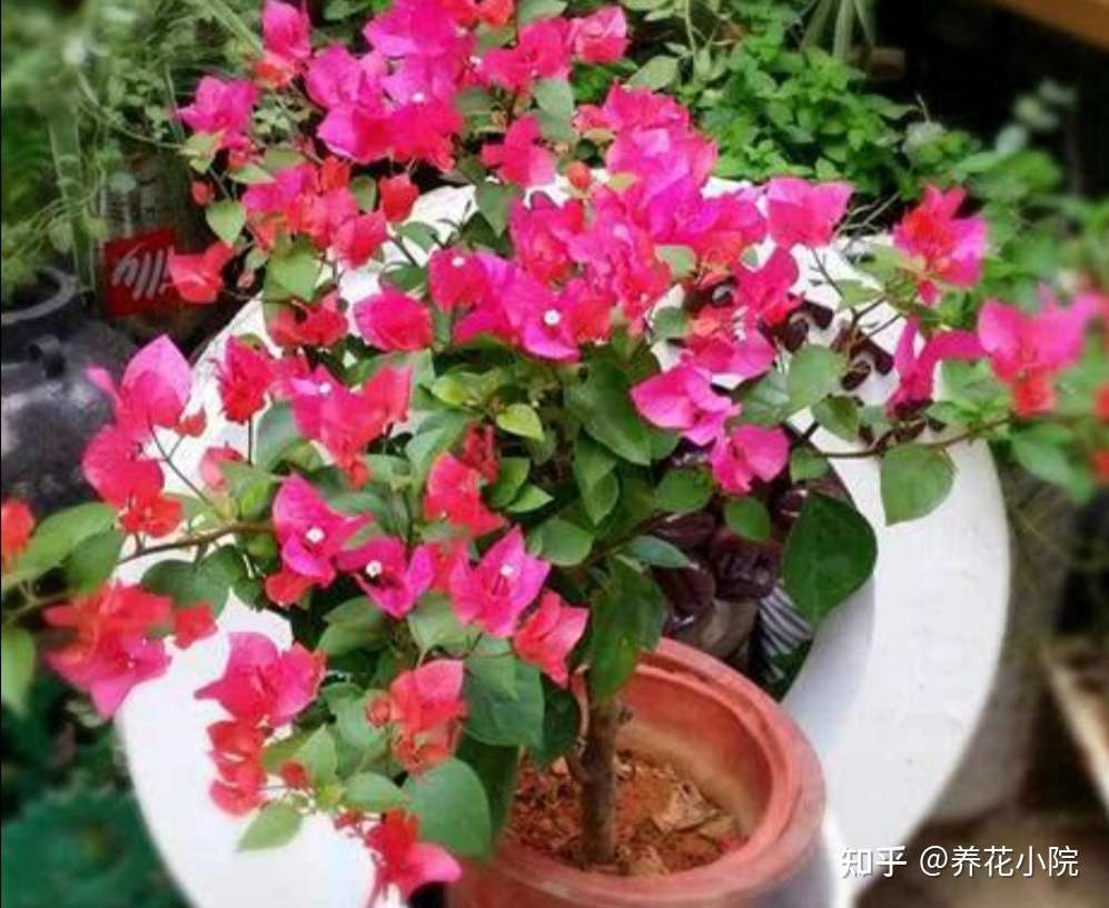 4种花很怕冷 冬天别放外面越冬 否则容易冻坏 知乎