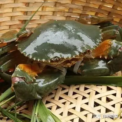 膏蟹、黄油蟹、蝤蛑、奄仔蟹、黄甲蟹——青蟹的品种你晓得几？（红膏蟹和膏蟹的区别）