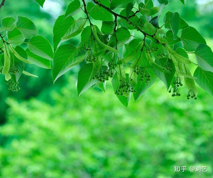 大的世界 打开 浏览器 继续 刘艺 一叶舟轻,双桨鸿惊,水天清,影湛波平