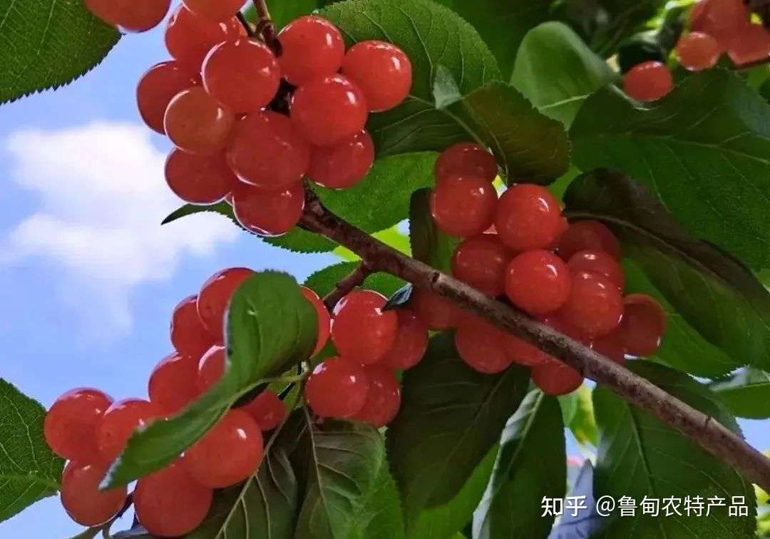 朱提文苑 小寨樱桃熟了 知乎 朱提文苑 小寨樱桃熟了 知乎
