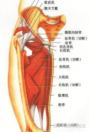 大腿根部位置图图片