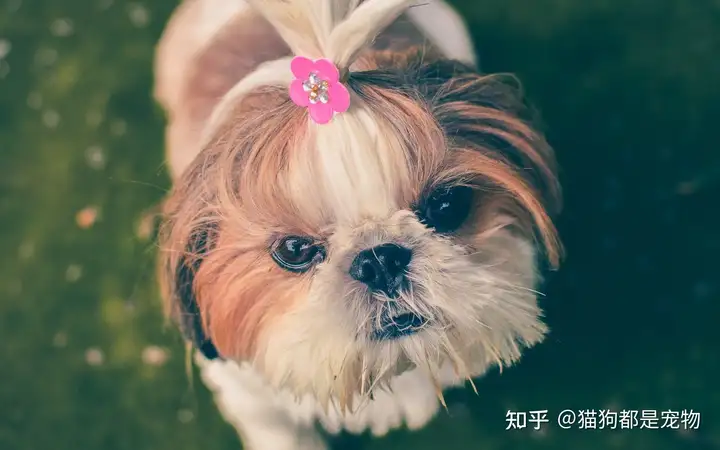 “西施犬”为什么越来越火？深究后，我发现了那几个奥秘！