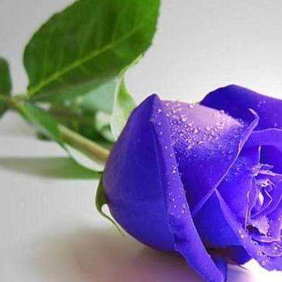 紫玫瑰