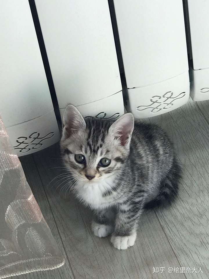 你们狸花猫都是捡的吗?