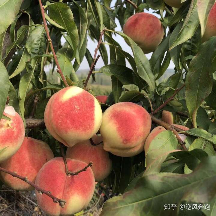 水蜜桃 知乎