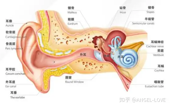 耳朵的结构（耳朵的结构图解大全 解剖 示意图）