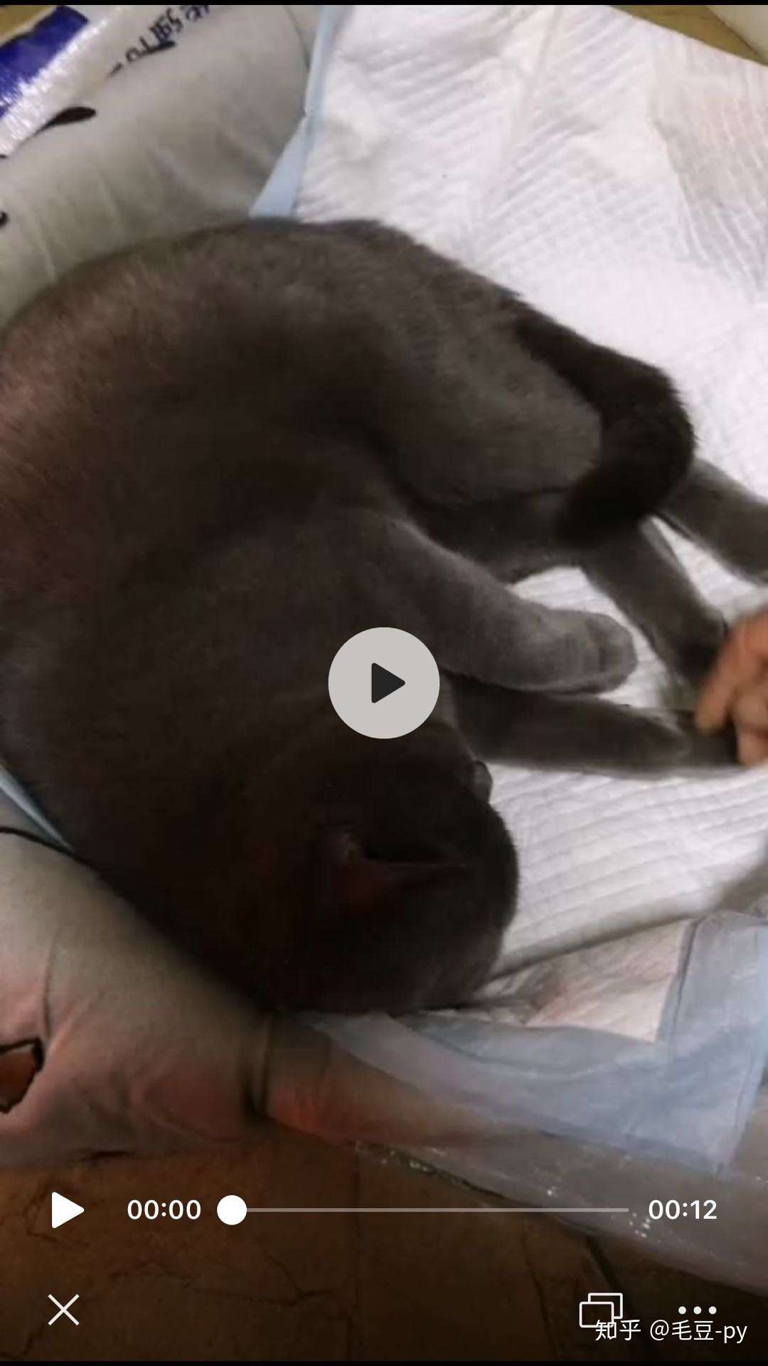 我的猫儿子生病了-猫血栓- 知乎
