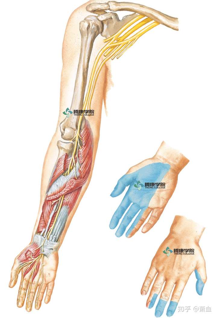 萧血 腕管是腕骨背侧和掌侧腕横韧带(屈肌支持带)之间的一个狭窄空间