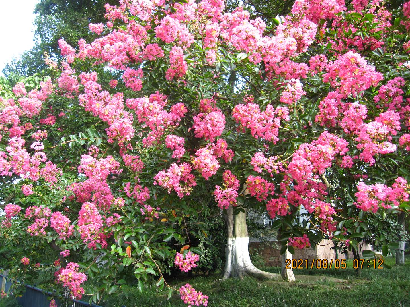 李溯本杂记 21年8月4日 8月5日 知乎