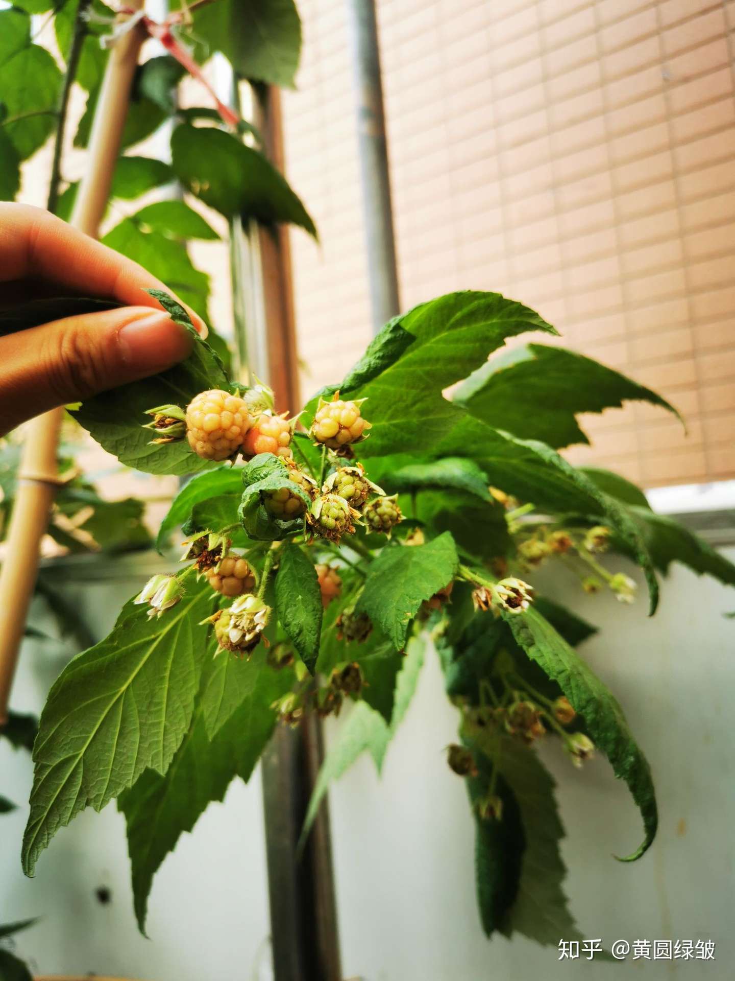 屋顶花园的秋花秋果 知乎