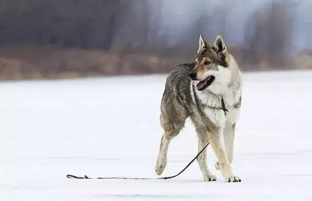 每日一宠：捷克狼犬”