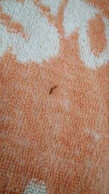 床上发现蠕动小红虫,首次发现换了被褥,第二次喷了杀虫剂,也晒了被褥