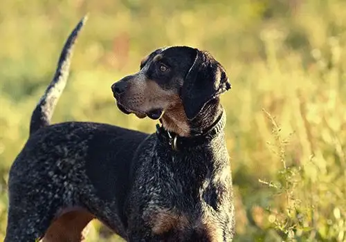 每日一犬布鲁克浣熊猎犬