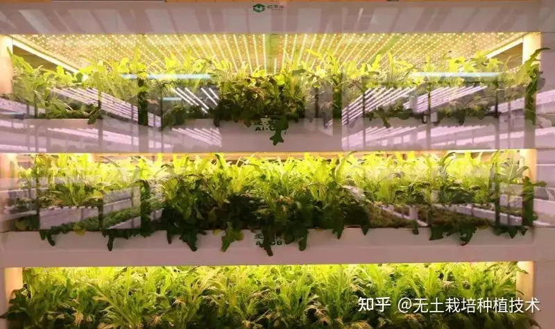 高级农业 无土栽培 植物工厂 了解一下 知乎