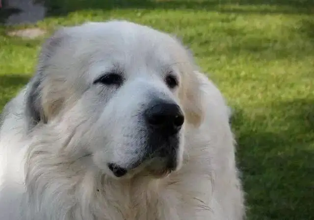 比利牛斯山地犬图片