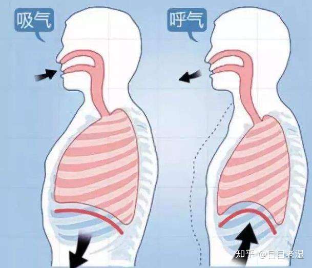 肺部下面的红线即为横膈膜