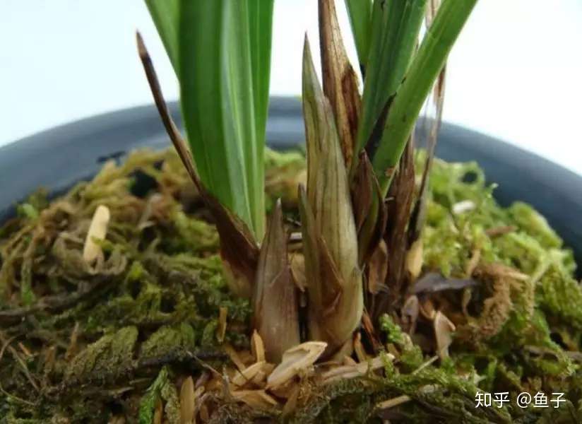 兰花的花芽分化期和扣水促花浅谈 知乎