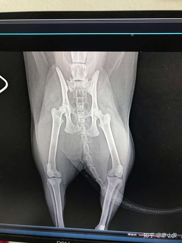 我的猫骨盆脱位了,医生说只能动手术复位,不能手动复位嘛?