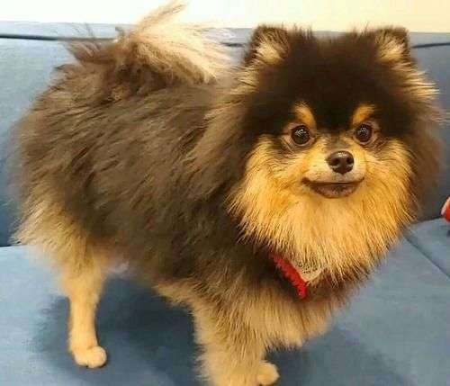 鳌拜是什么意思?