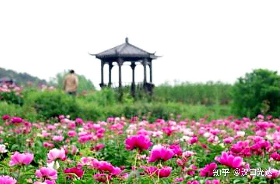 黄陂 脉地花都赏芍药 殿春 花开不逊牡丹 知乎