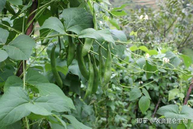 芸豆施肥用什么肥料 芸豆专用肥料 芸豆水溶肥用昆仑风 知乎