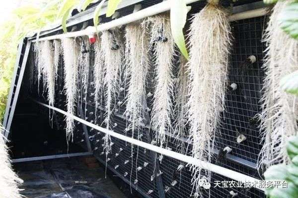 关于根系管理 这篇文章全讲透了 知乎