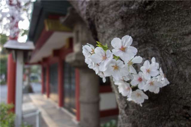 少了樱花的春天是不完美的 18种樱花品种你认识几种 知乎