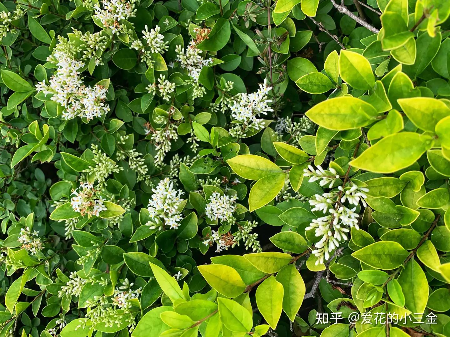 五月会开的花花 13 女贞 一朵有故事的花 知乎
