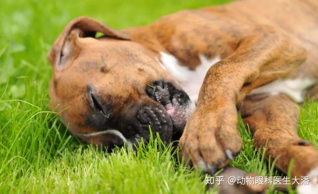 保守治疗斗牛犬角膜穿孔 又省下了一大笔费用 知乎