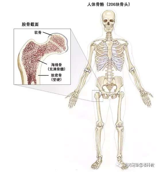 一文读懂骨肿瘤的分类 风险因素和诊断 知乎