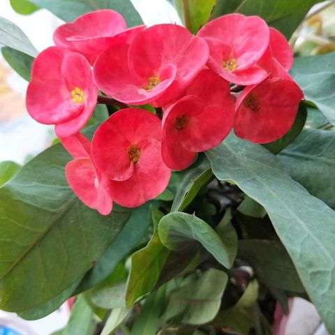 虎刺梅怎么养(虎刺梅的养护大全)插图(4) 虎刺梅怎么养(虎刺梅的养护大全)插图(4)