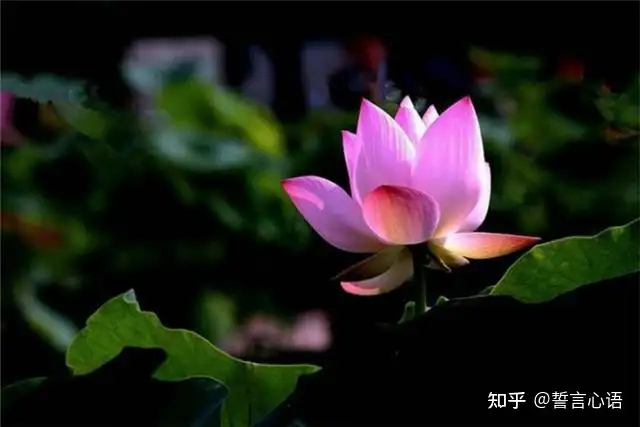 特别暖心的早安一句话，简短精致，越看越爱！（一句暖心的早安心语）