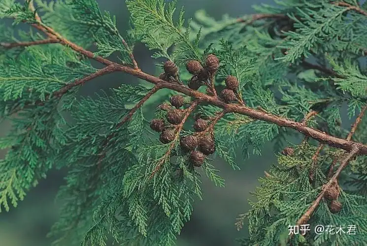 台湾宝岛上特有的国家珍稀濒危名贵树种：红桧- 知乎