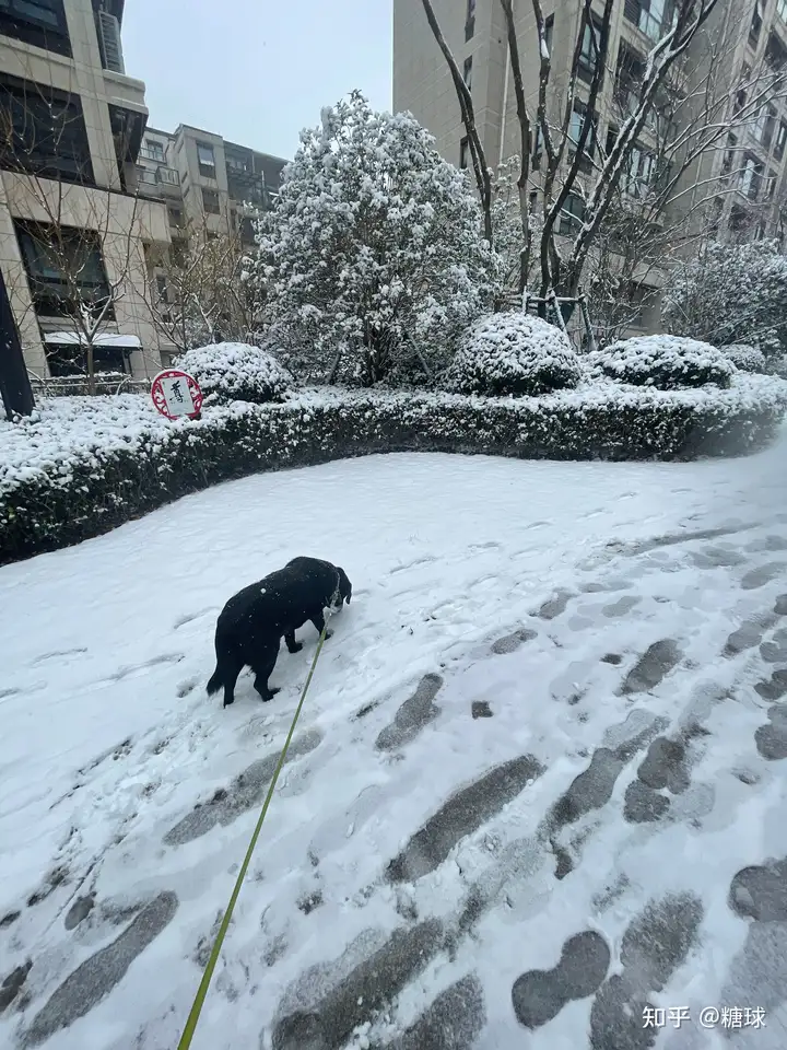 下雪天,踩雪 ️的兜兜和看雪 ️的毛球 - 知乎