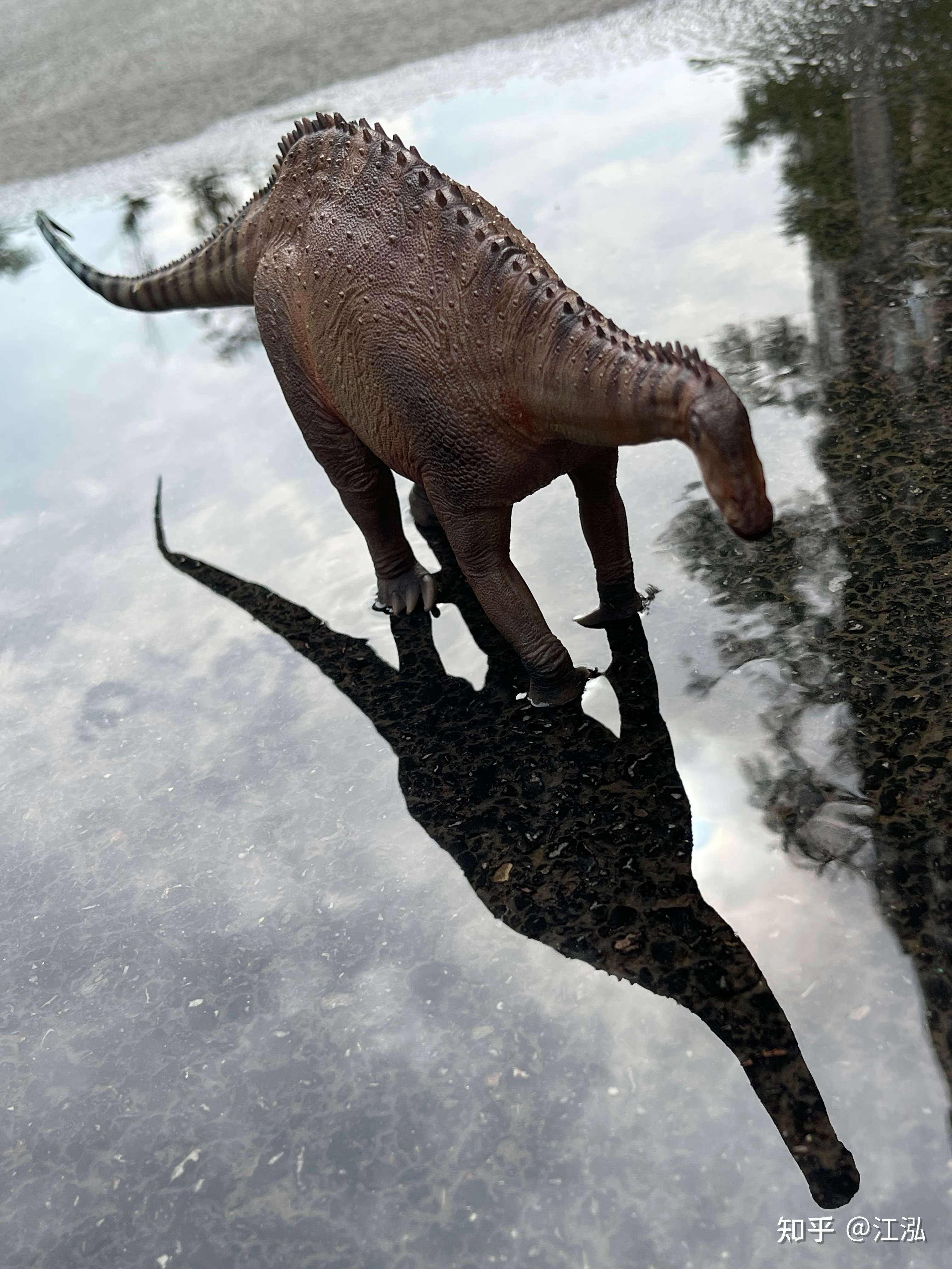 江泓 的想法: #恐龙# 今日最佳:水洼中的灵武龙 昨天收… - 知乎