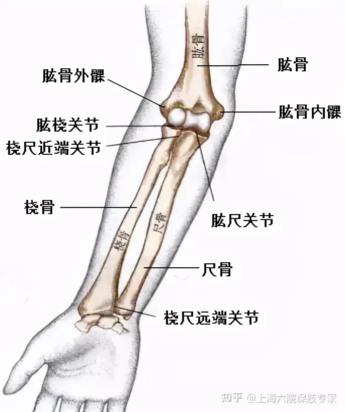 文根四肢矫形科普系列】肘关节畸形怎么办？截骨矫形不置换- 知乎