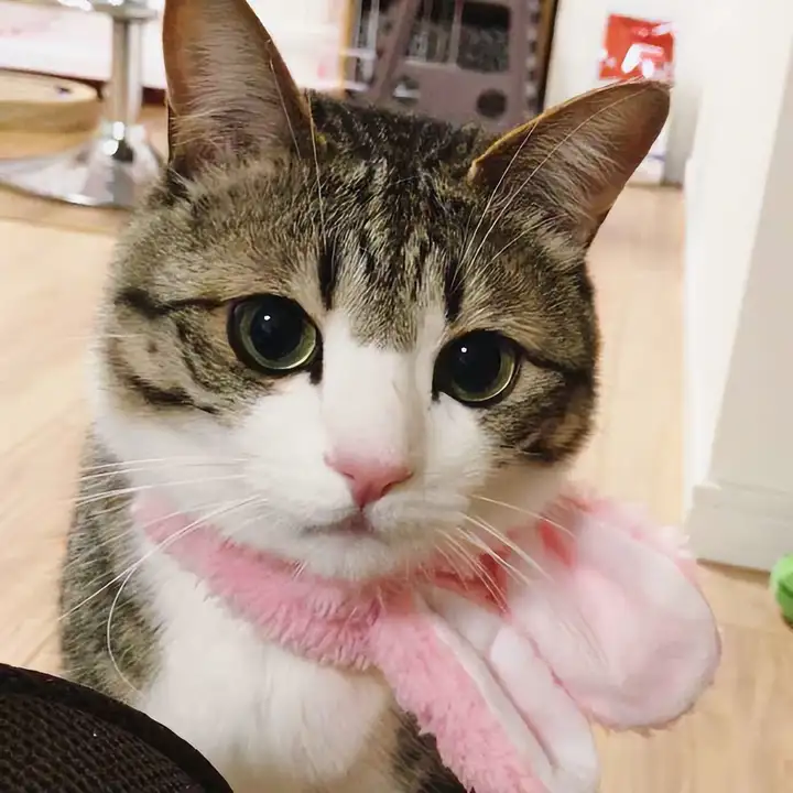 为啥说狸花猫千万不能养?说了你别不信 为啥说狸花猫千万不能养?说了你别不信