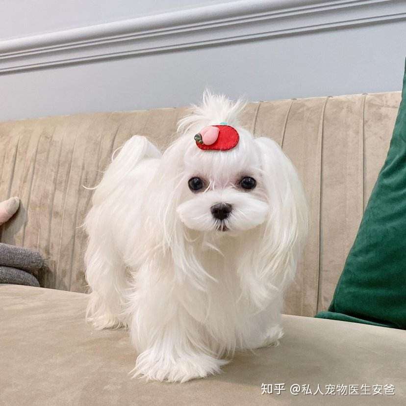 家养不易掉毛的小型犬 知乎