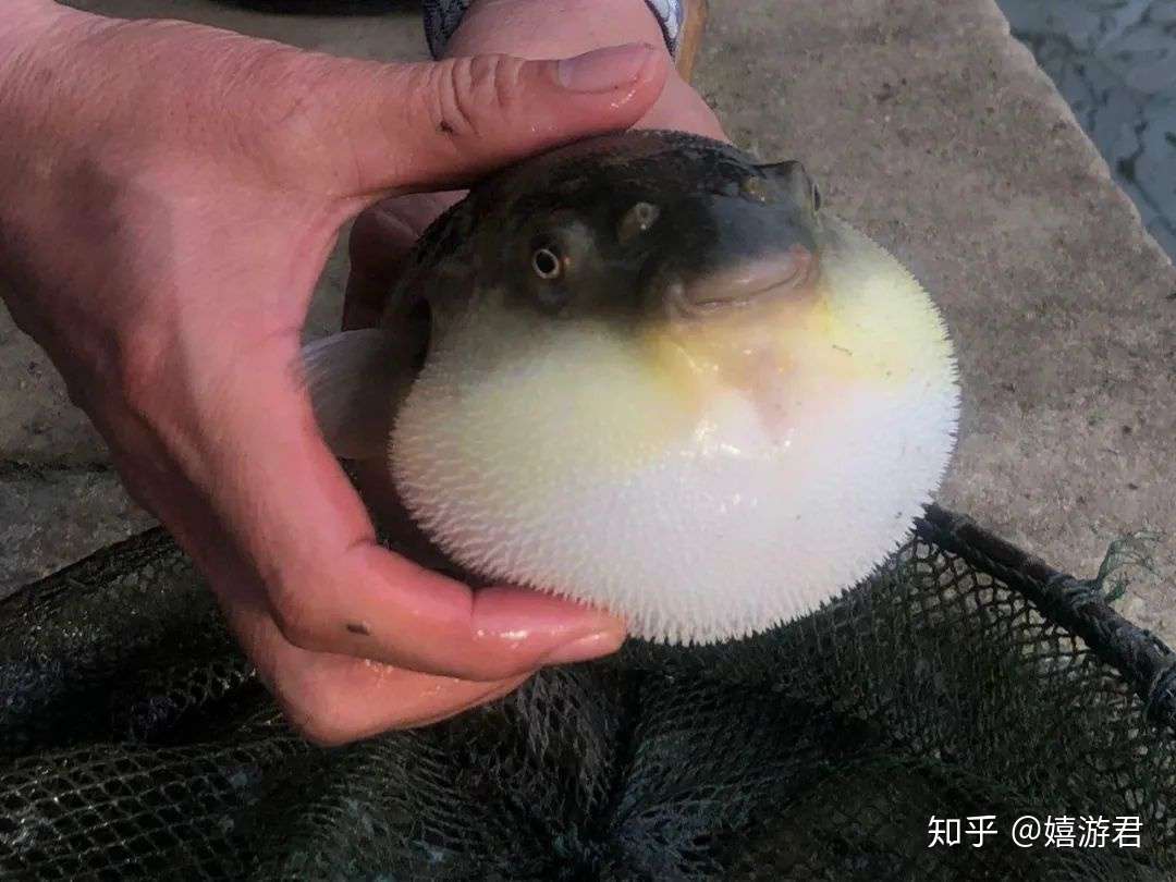 长江上面有个河豚岛 知乎