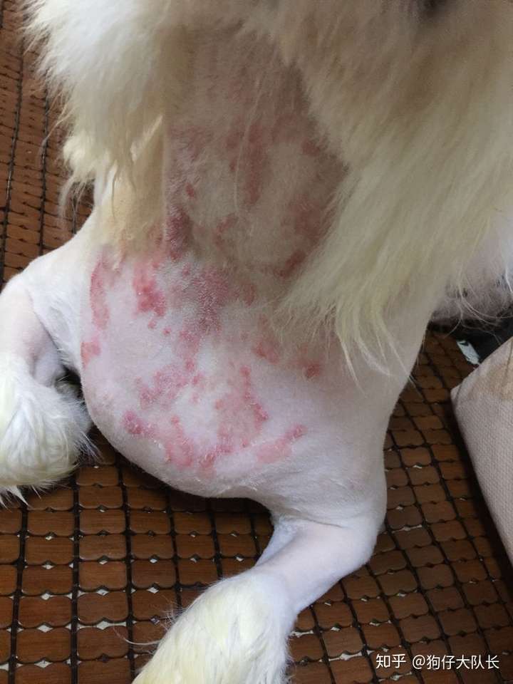 狗狗得湿疹的症状图片图片