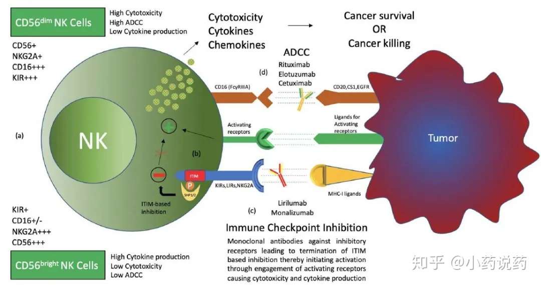 基于nk细胞的免疫检查点抑制 知乎