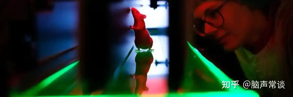 上海欣软visugait动物步态分析的实验方法和注意事项 知乎