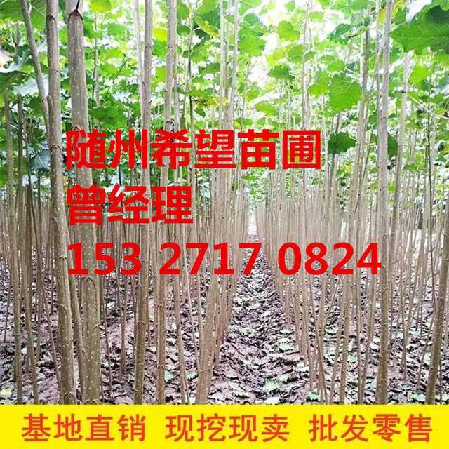 4米以上白杨树苗 速生白杨苗供应随州希望苗圃 知乎